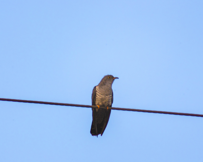 Кукушка, вообще красивая птица☺️