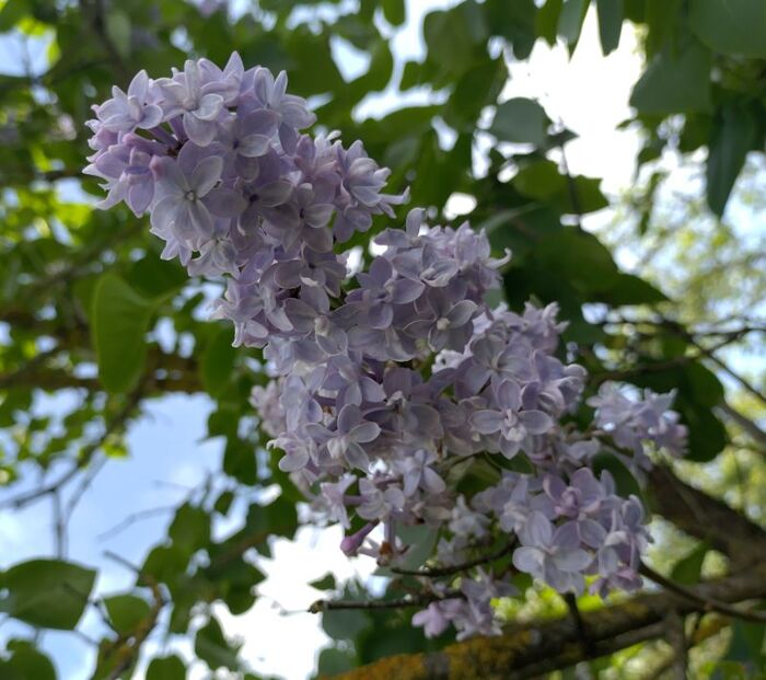 Сирень цветет Сирень, Цветы, Май, Рыбалка, Хорошее настроение, Длиннопост