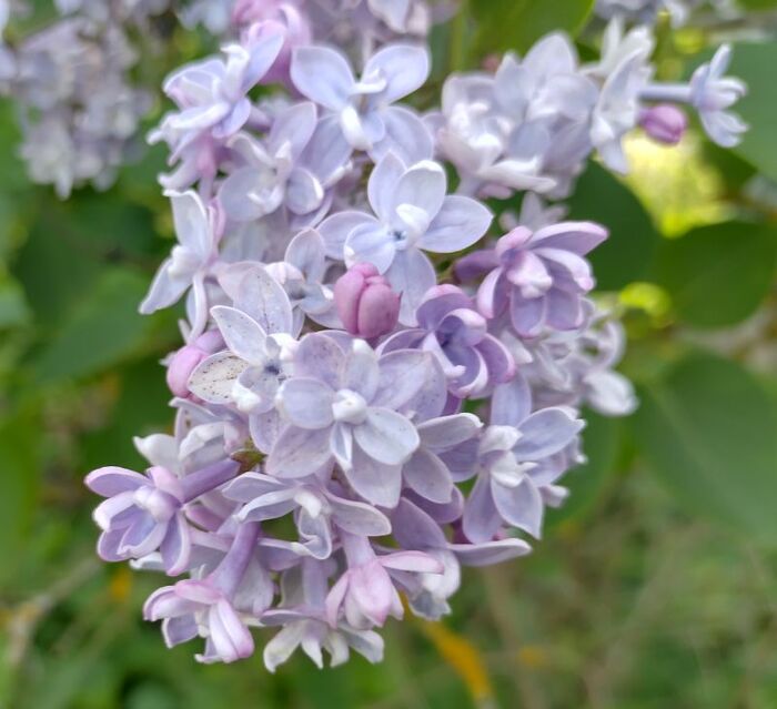 Сирень цветет Сирень, Цветы, Май, Рыбалка, Хорошее настроение, Длиннопост