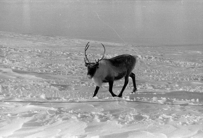 А вот такие гости к нам частенько забегали, соль выпрашивали.