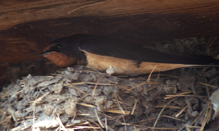 Готова улететь