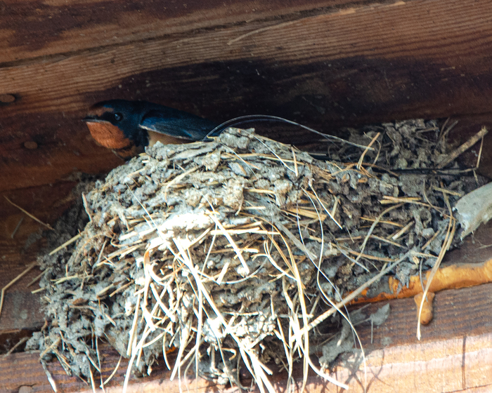 С опаской выглядывает