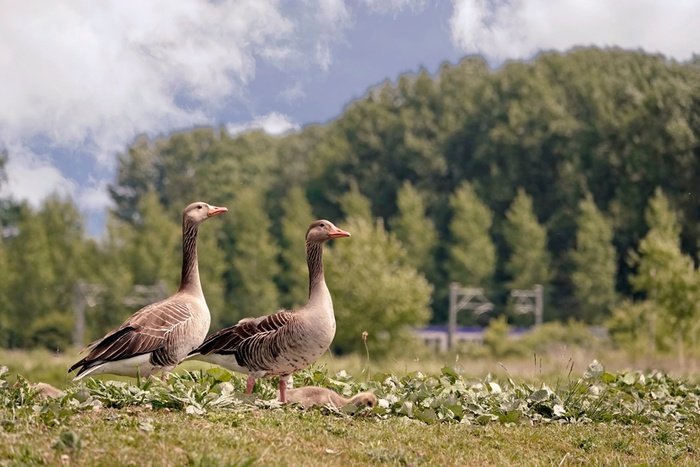 ����, ���� � ���� - ���� ��������� � �����, ������ ��� �� �����������. ���� ������ ����������� ��������� ������.