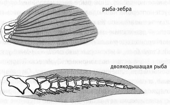 Разница устройства строения плавника обычной рыбы и двоякодышащей.
