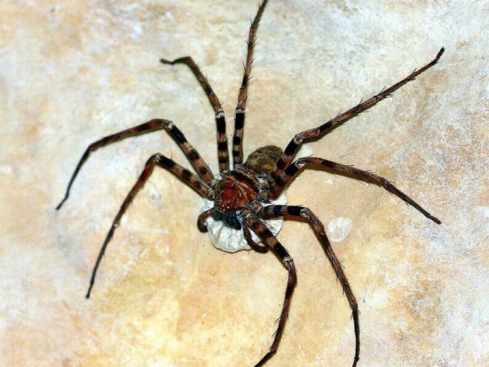 Heteropoda maxima.