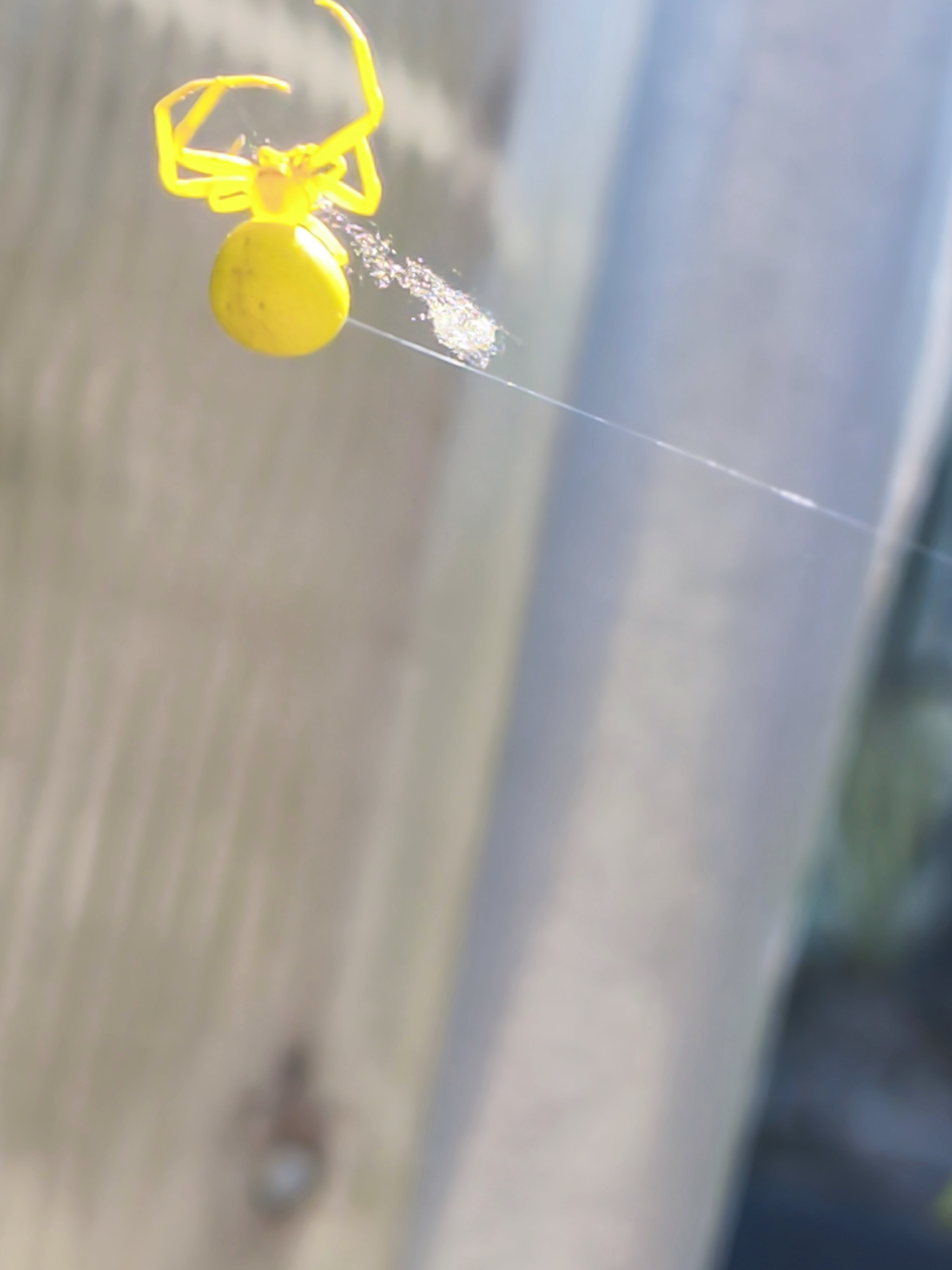 Lemon Butt - My, Spider, beauty, Longpost