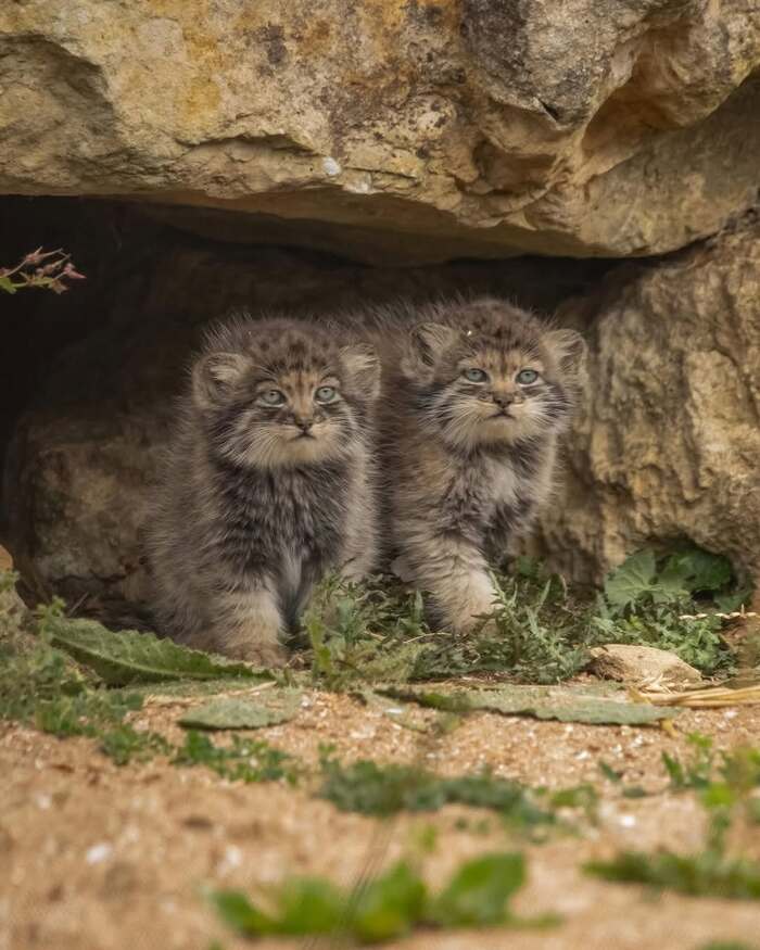     <a href="https://pikabu.ru/story/malyishnya_12779995?u=https%3A%2F%2Fwww.instagram.com%2Fp%2FDKKjajrqzon%2F%3Figsh%3DMWY3eWtmeWhndmlybQ%3D%3D&t=photography_by_dmc%20inst&h=b15a84d9471c9f25833ca58fe2aa03a622b794e2" title="https://www.instagram.com/p/DKKjajrqzon/?igsh=MWY3eWtmeWhndmlybQ==" target="_blank" rel="nofollow noopener">photography_by_dmc inst</a>