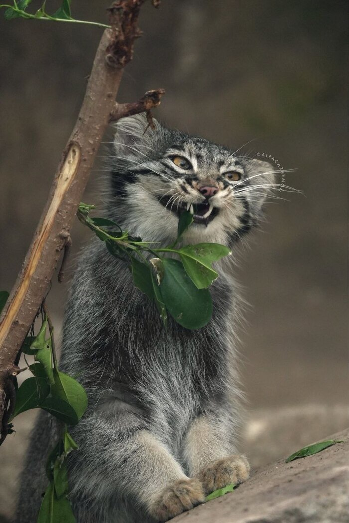 Фигушки! Я плотоядная!