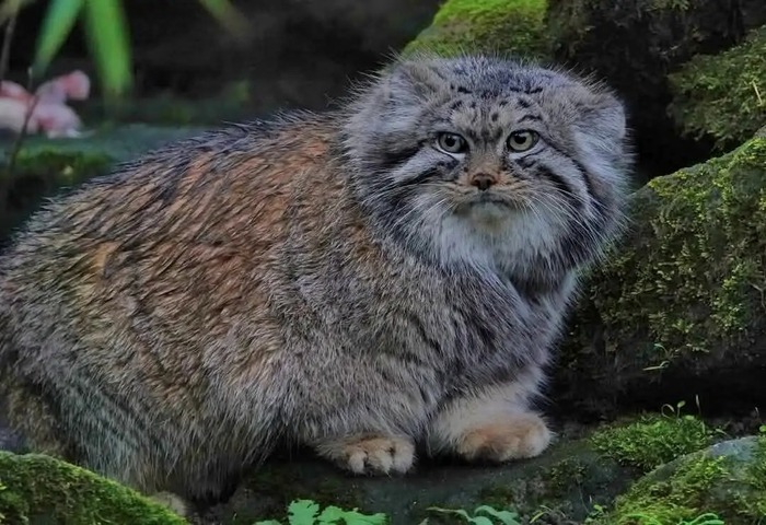 Автор фото <a href="https://pikabu.ru/story/imeninnikov_post_12784002?u=https%3A%2F%2Fwww.instagram.com%2Fp%2FDKNE30LKrSm%2F%3Fimg_index%3D4%26igsh%3DMTR4YW5idTZ5YWsyaQ%3D%3D&t=zoobudapest%20inst&h=b96f211ed5604c277704d1707881337a8f48c48d" title="https://www.instagram.com/p/DKNE30LKrSm/?img_index=4&igsh=MTR4YW5idTZ5YWsyaQ==" target="_blank" rel="nofollow noopener">zoobudapest inst</a>