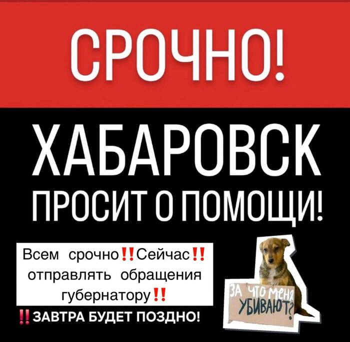 Нет предмета, который не мог бы стать китайцу пищей, еврею фамилией, а "собакозащитнику" оправданием для сбора денег