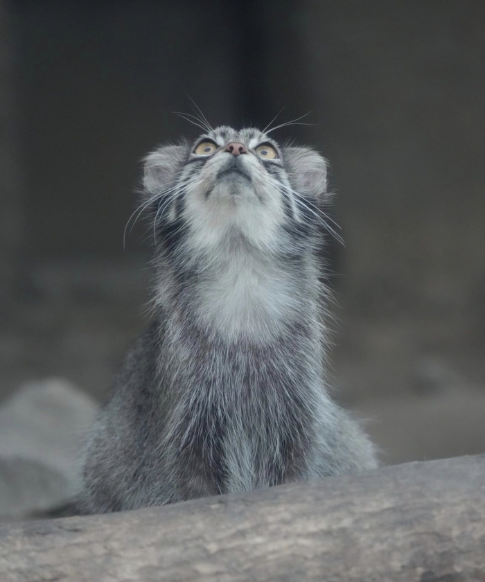 О высшие силы, не дайте совсем исхудать!