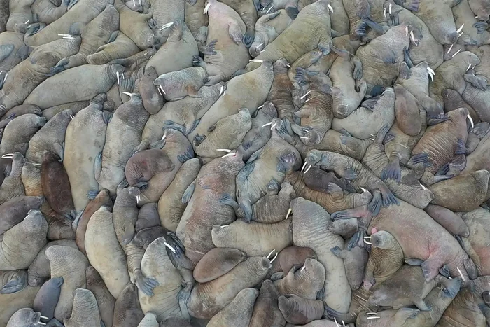 Морж: Оказывается, они нападают даже на китов. Как хищники. Тёмные секреты известного гиганта Моржи, Животные, Дикие животные, Морские обитатели, Яндекс Дзен, Яндекс Дзен (ссылка), Длиннопост