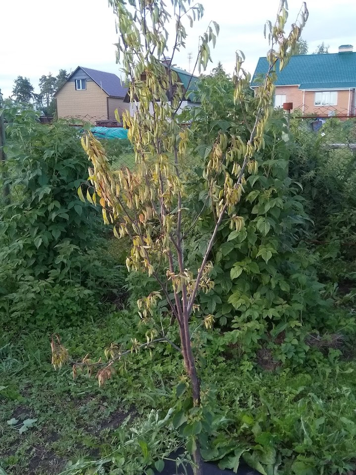 Вот так гибнут яблони и сливы. Проснулась весной, распустилась и засохла.