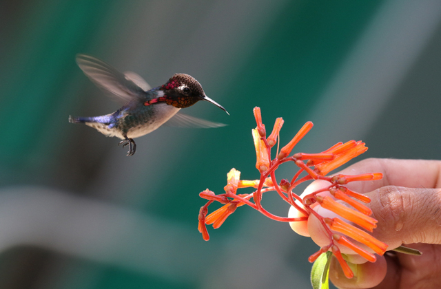 - ( : <!--noindex--><a href="https://pikabu.ru/story/kolibripchelka__ptichka_kotoraya_chut_bolshe_shmelya_12789447?u=https%3A%2F%2Fmoya-planeta.ru%2Ftravel%2Fview%2Fsamye_malenkie_ptitsy_v_mire_top10%3Fysclid%3Dm7ey7w2mrl181961278&t=https%3A%2F%2Fmoya-planeta.ru%2Ftravel%2Fview%2Fsamye_malenkie_ptitsy_v_...&h=91b7e329ca94b45538a1bb59eea049338e968088" title="https://moya-planeta.ru/travel/view/samye_malenkie_ptitsy_v_mire_top10?ysclid=m7ey7w2mrl181961278" target="_blank" rel="nofollow noopener">https://moya-planeta.ru/travel/view/samye_malenkie_ptitsy_v_...</a><!--/noindex-->)