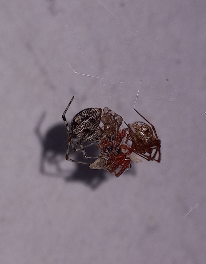 � ����� ��� ���� ��� ��� ����