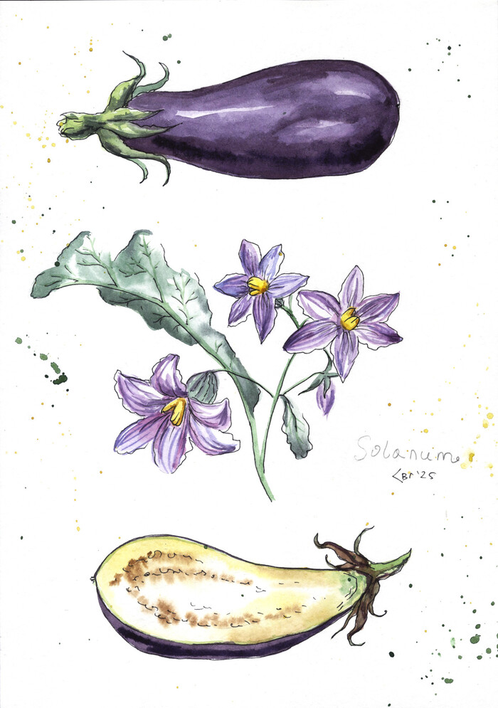 Solanum