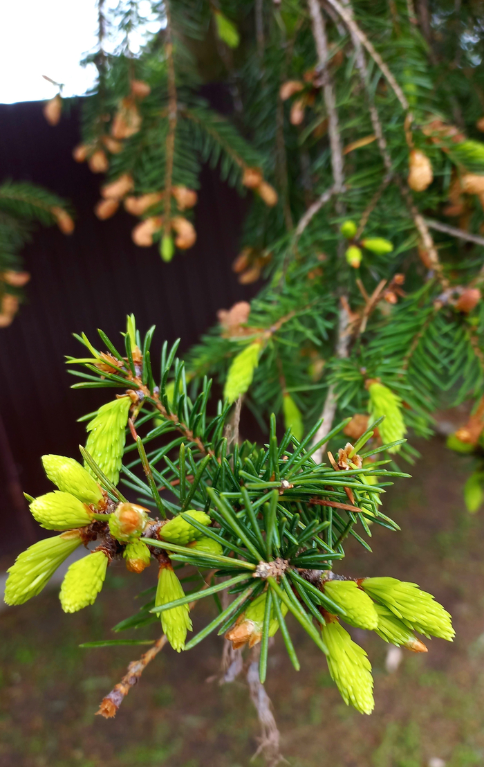 А это 3 неделями ранее. Здесь только появляются зелёные, пушистые лапки)