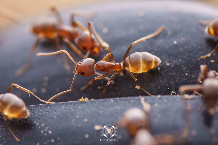 Аргентинские муравьи – это медового цвета насекомые размером всего в 3-5 миллиметров.