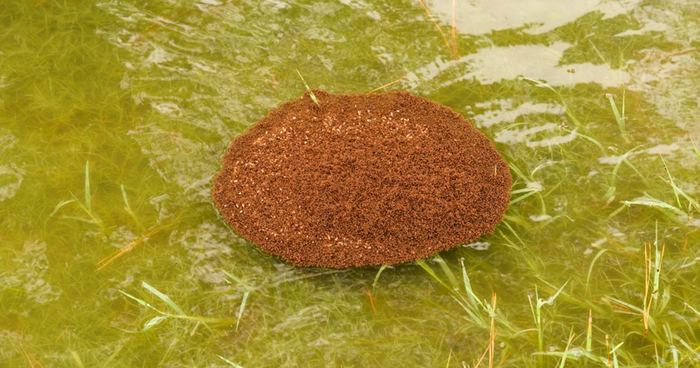 А ещё огненные муравьи умеют строить переправы из собственных тел и даже сплавляться вниз по рекам. Эту способность они развили для защиты от тайфунов и наводнений, частых в родном регионе.