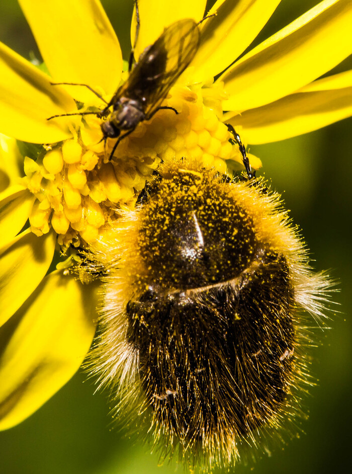 Бронзовка вонючая