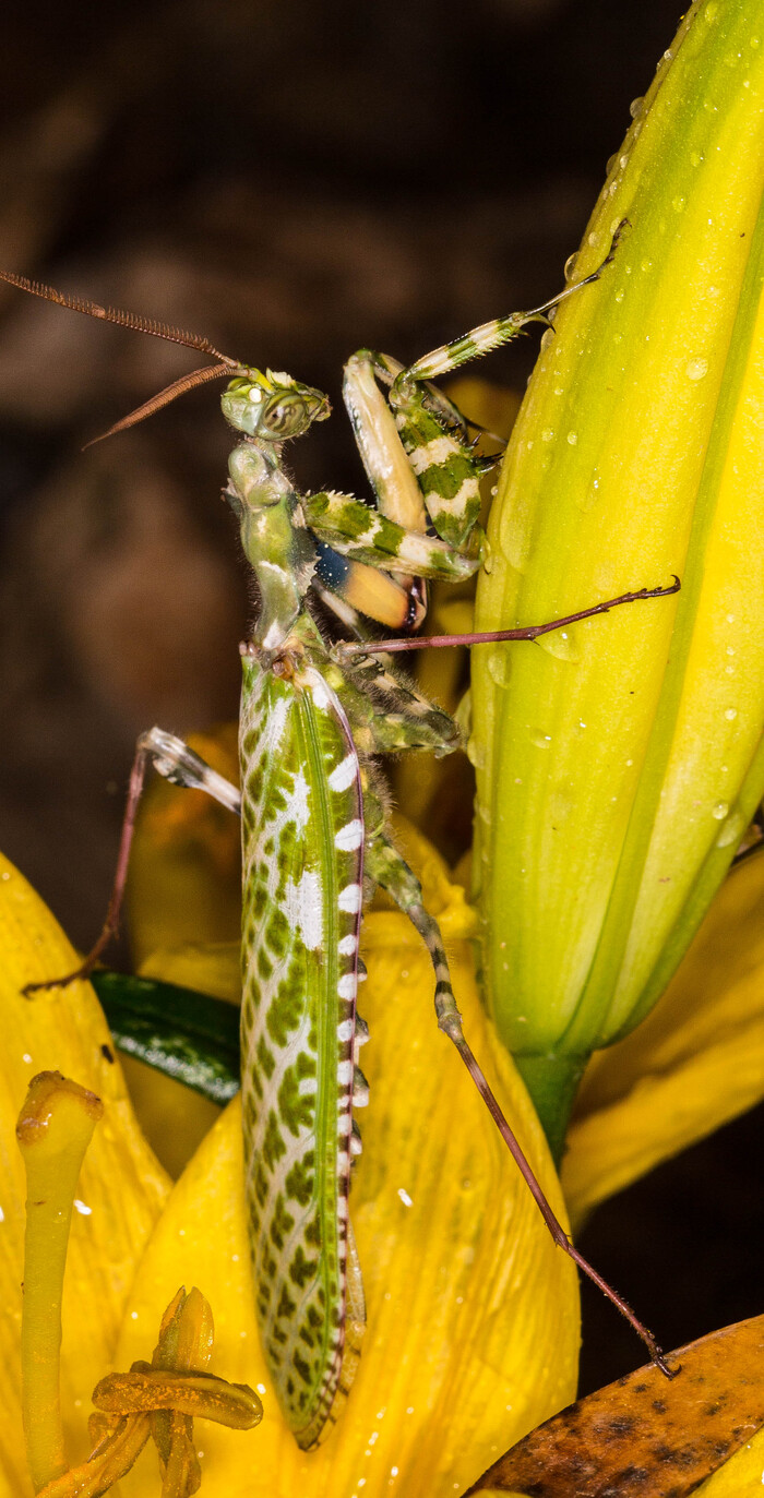 Богомол на лилии