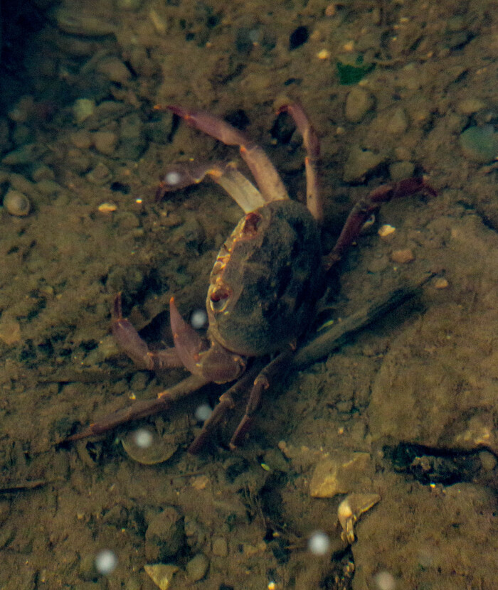 Краб пресноводный