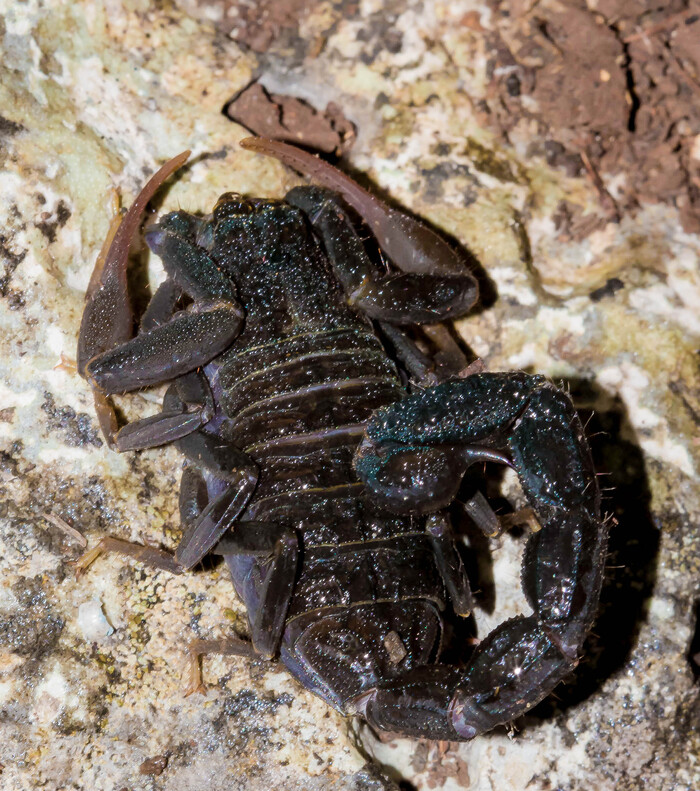 Черный скорпион весной ещё сонный