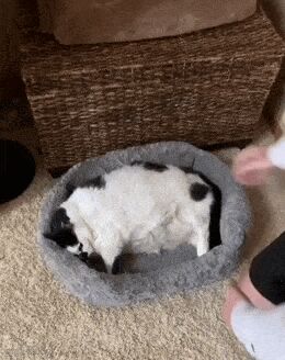 Кошачьи гифки Кот, Гифка, Ассорти, Длиннопост