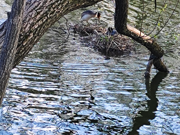 Да нормальные птицы, только квартирный вопрос их испортил.