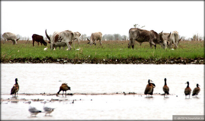 ������-������� ���� ����� �������. ��� ���� ������ ��� �������� ��� ����������������