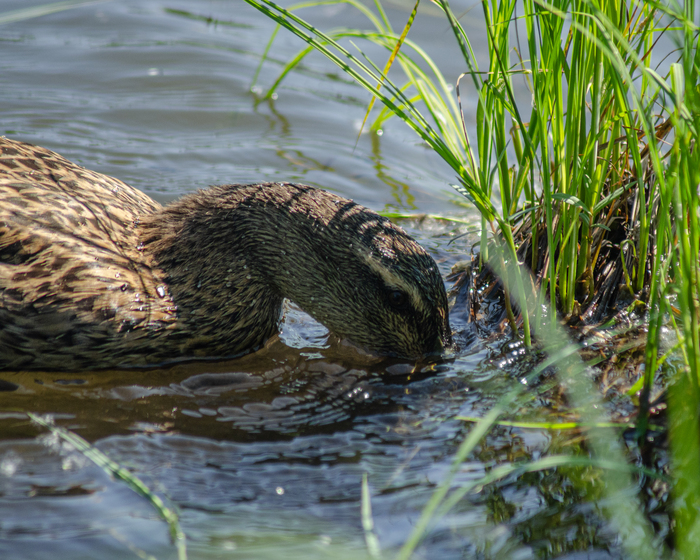 Ищет вкусности