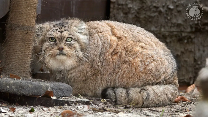 ����� ���� ����� ������. <a href="https://pikabu.ru/story/s_dnyom_rozhdeniya_boris_12803183?u=https%3A%2F%2Fmanulization.ru%2Fmanuls%2Fborys%2Fphotos%2FI3gpdwg4OvYVXhXa&t=manulization.ru&h=a5347a5f21caf8e635bd2736a122fd25d408f28d" title="https://manulization.ru/manuls/borys/photos/I3gpdwg4OvYVXhXa" target="_blank" rel="nofollow noopener">manulization.ru</a>