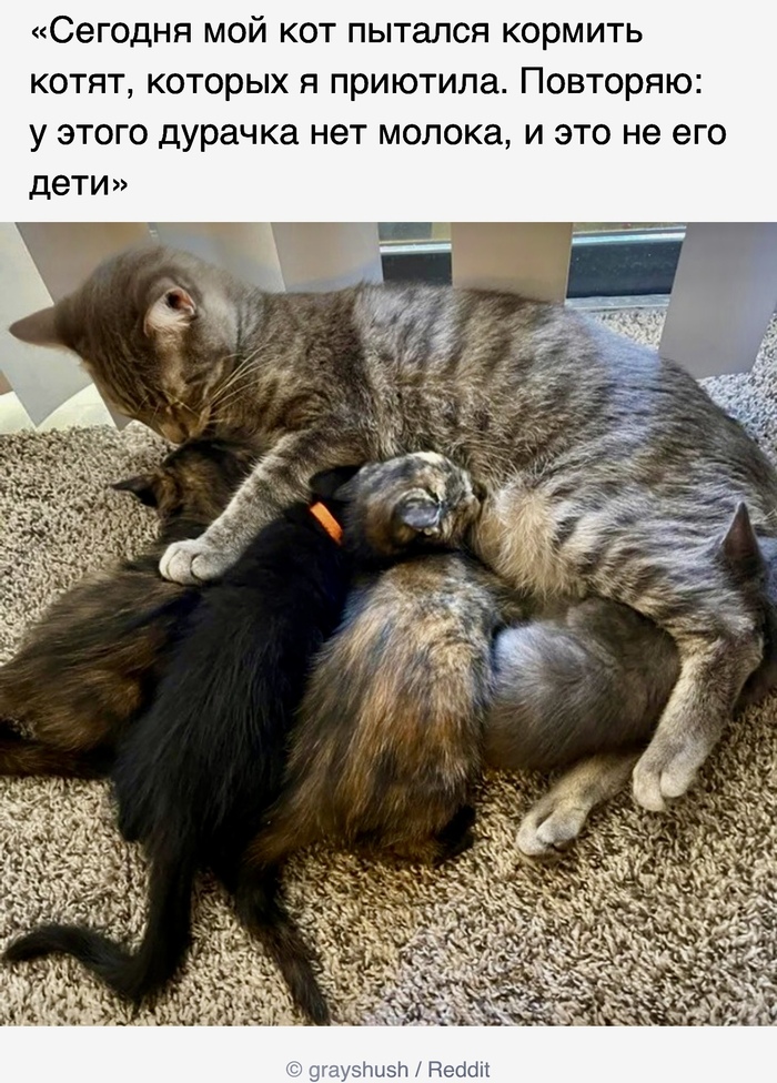 Заботливый котик