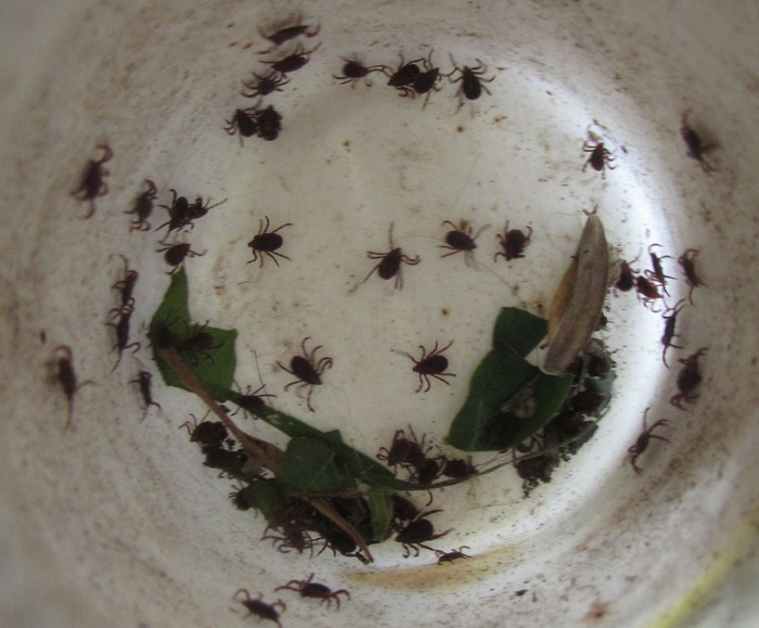 Потом собирал в баночку, но они очень быстро вылазиют наверх