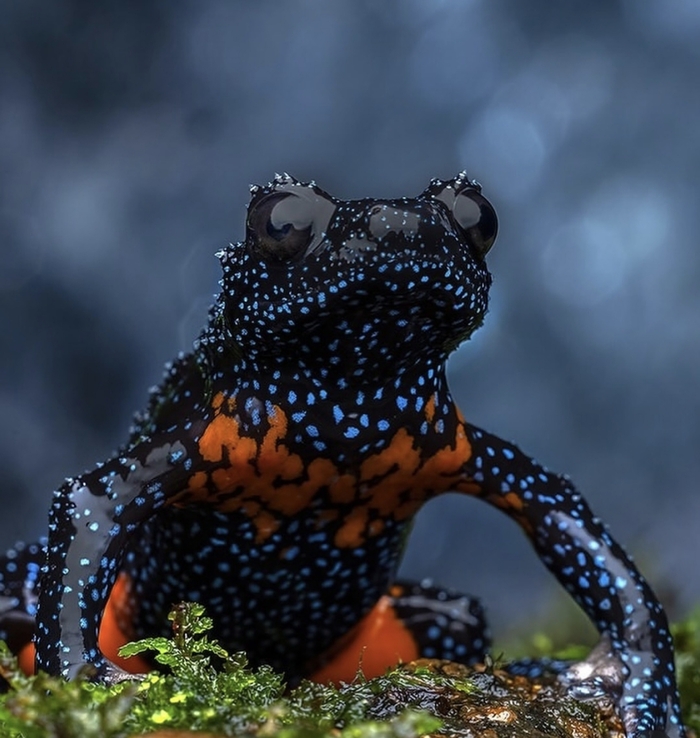 Galaxy frog -    ,   , ,  , , ,  , , Galaxy, , , 