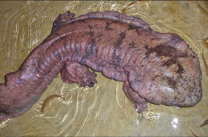 Хватит разбрасывать носки по дому! Они уже ожить успели...