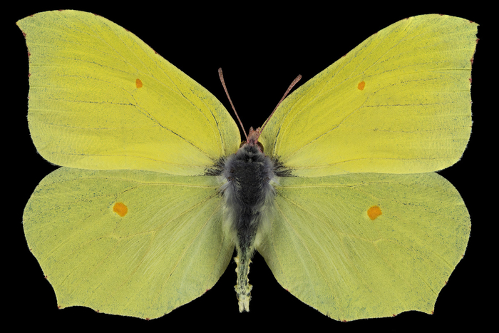 Самец Лимонницы.