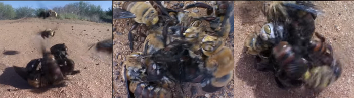 Клубок перевозбуждённых самцов вокруг одной самки