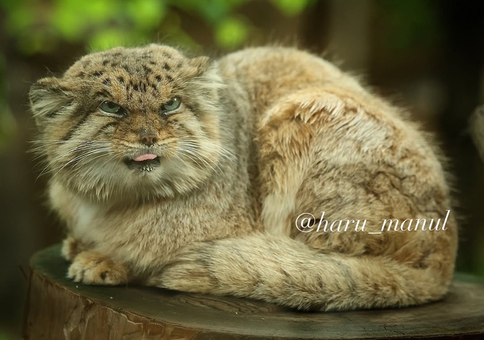 Научился у супруги