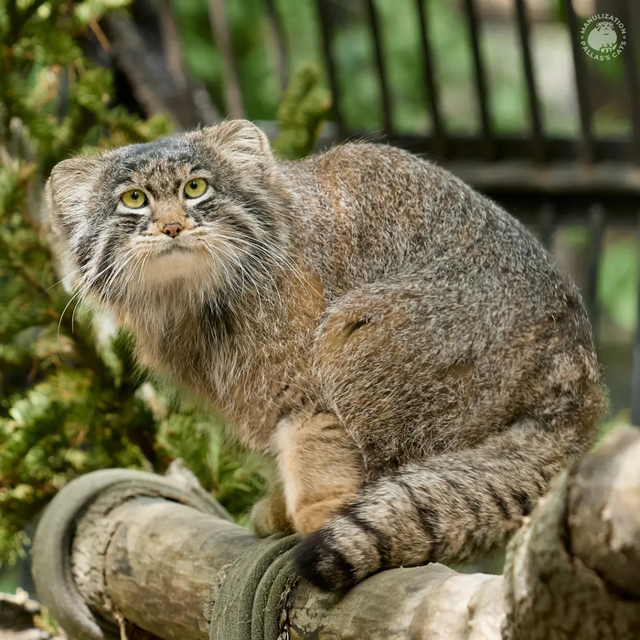   @RomanPaulov.   <a href="https://pikabu.ru/story/pozdravlyaem_imeninnikov_12811383?u=https%3A%2F%2Fmanulization.ru%2Fmanuls%2Fbandit.html&t=%D1%82%D0%B5%D0%BB%D0%B5%D0%B3%D1%80%D0%B0%D0%BC%20%D0%BA%D0%B0%D0%BD%D0%B0%D0%BB%20%D0%9C%D0%B0%D0%BD%D1%83%D0%BB%D0%B8%D0%B7%D0%B0%D1%86%D0%B8%D1%8F&h=50e687e114331d4634c2a7ed60c567e89cbb38e7" title="https://manulization.ru/manuls/bandit.html" target="_blank" rel="nofollow noopener">  </a>