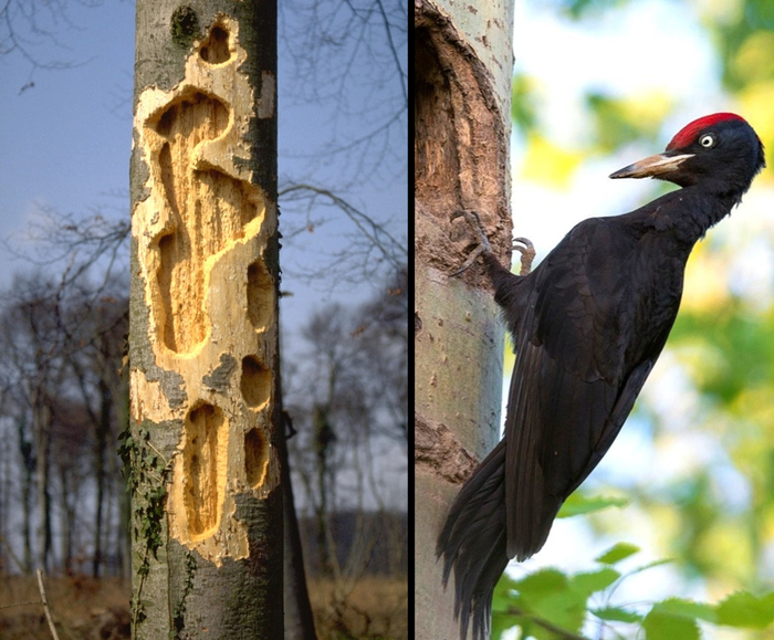 Не колечу, а лечу!