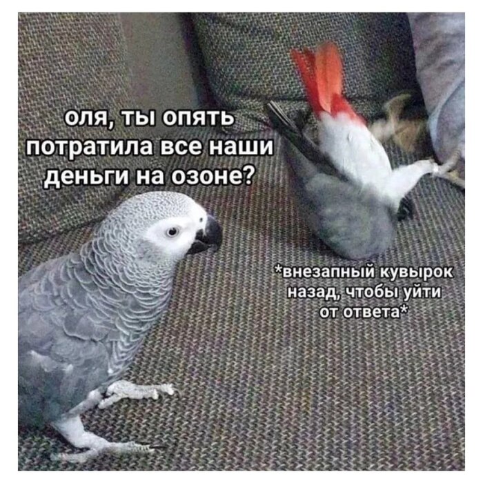   OZON,   , , -, , , ,   
