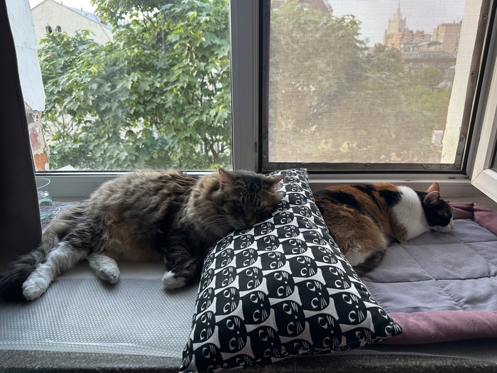 ��� �����, ����� ������ �������� ���� ���������