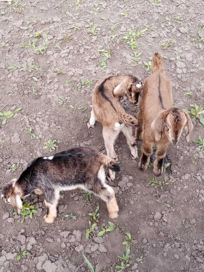 Пока ещё тройня