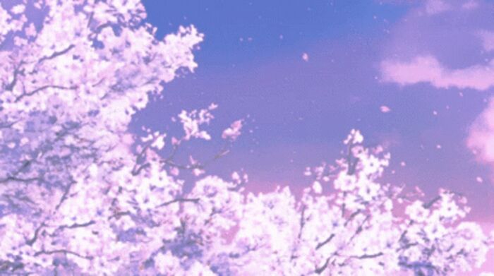 ------------sakura