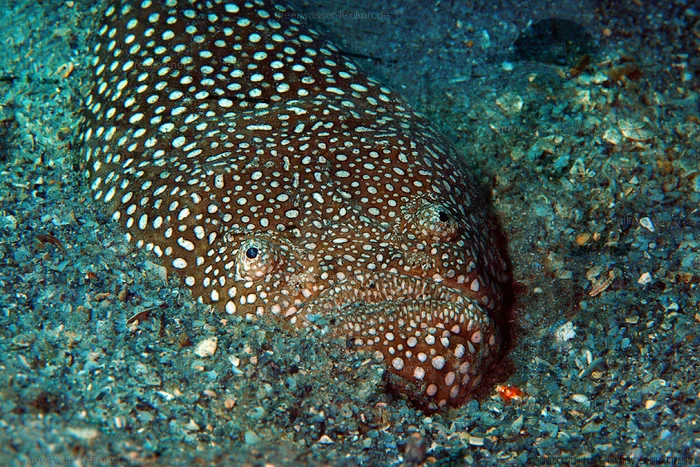 Единственное в мире существо способное убить молнией из глаз Биология, Редкий вид, В мире животных, Рыба, Животные, Дикая природа, Длиннопост Единственное в мире существо способное убить молнией из глаз Биология, Редкий вид, В мире животных, Рыба, Животные, Дикая природа, Длиннопост