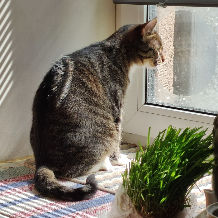 Опять там за окном важное показывают!