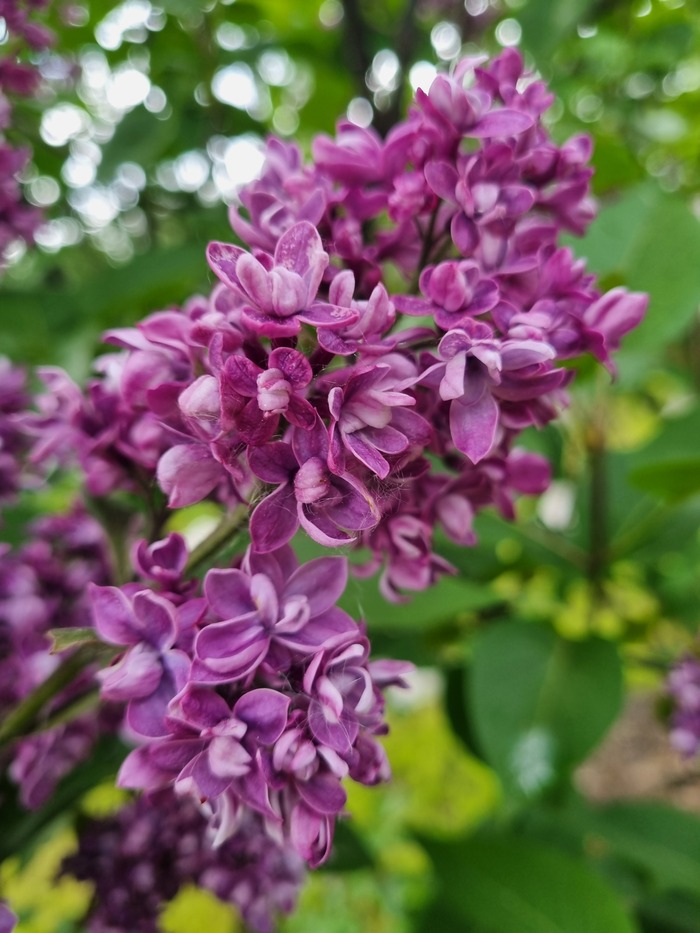 Артур Вильям Пол