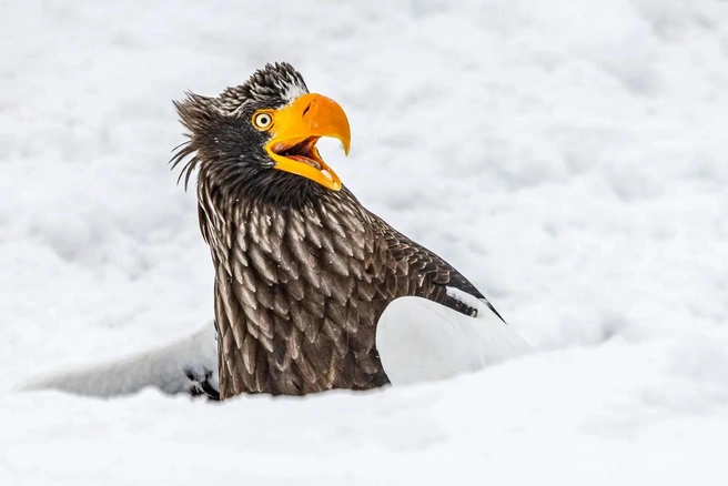 Nikon Comedy Wildlife Awards 2025 , Nikon, ,  , , , , 
