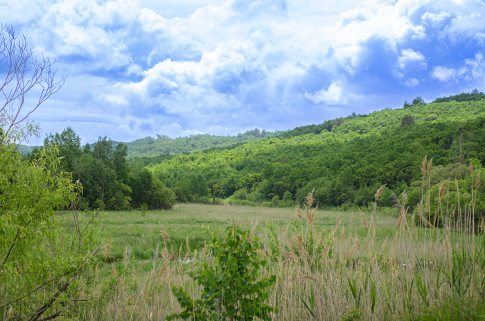 Природа и её виды